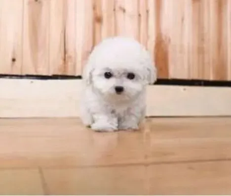 泰迪犬|三个月的泰迪犬打喷嚏，流鼻涕怎么办