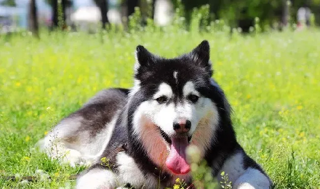 巨型阿拉斯加雪橇犬咬人吗 一般不会咬人 | 阿拉斯加雪橇犬