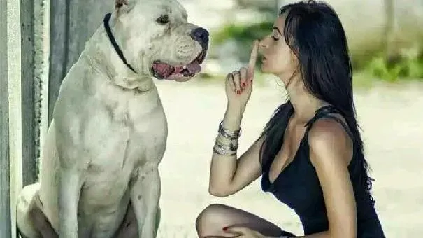 杜高犬|怎么训练杜高犬安静 训练阿根廷杜高犬安静的方法