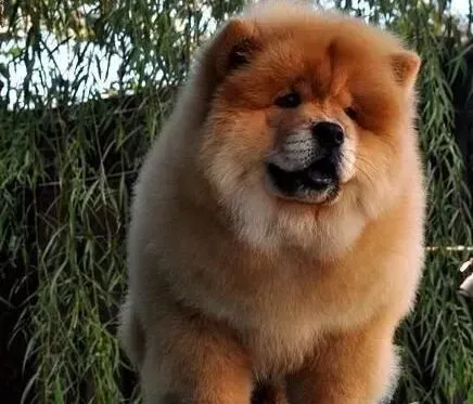 松狮犬|饲养松狮犬需要了解哪些方面的知识