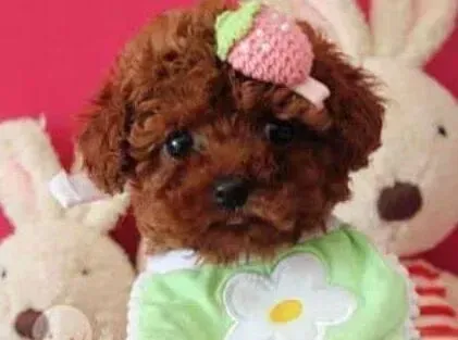 贵宾犬|贵宾犬得了犬瘟应该如何治疗