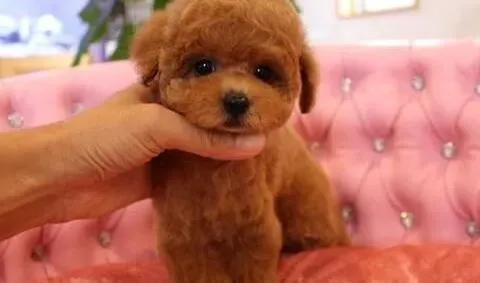 贵宾犬|训练贵宾犬时要谨记的几大问题