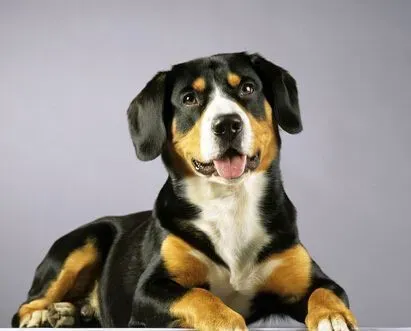 狗狗配种后怎样知道能配上 四个步骤去判断 | 狗狗