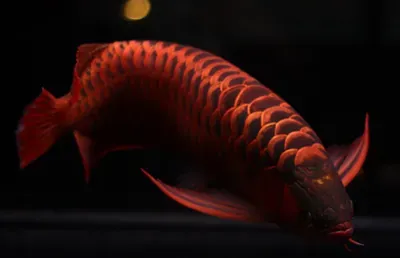 龙鱼掉鳞怎么办 减少龙鱼撞缸的频率 | 龙鱼