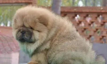 松狮犬|松狮犬拉蛔虫还需要吃驱虫药吗