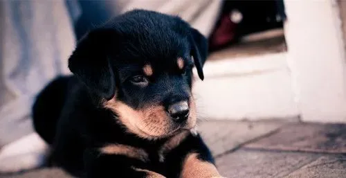家庭训犬方法 可以通过诱导的方式来训练 | 狗