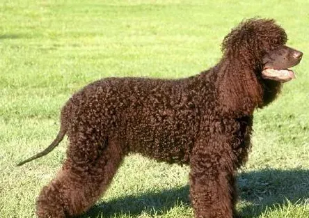 爱尔兰水猎犬中国多吗 以及选购常识 | 爱尔兰水猎犬