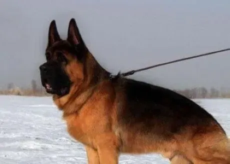 德国牧羊犬|德国牧羊犬产后的若干注意事项