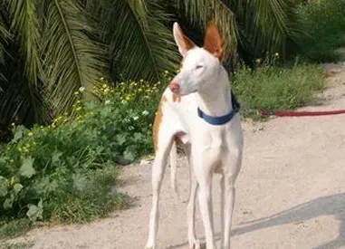 依比沙猎犬怎么训练 服从主人命令的训练 | 依比沙猎犬