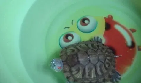 乌龟为什么会脱皮 随着身体的增长而蜕皮 | 乌龟