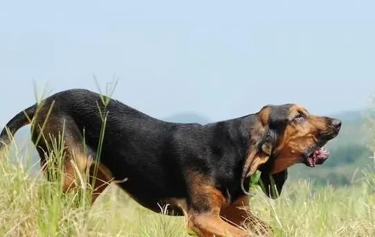 寻血猎犬配什么狗好看 沙皮狗是不错的选择 | 寻血猎犬