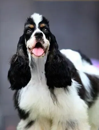 可卡犬|为可卡犬梳毛的方式、好处与注意事项