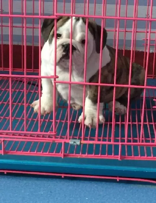 英国斗牛犬|斗牛犬得了犬瘟热，有抽搐的迹象怎么办