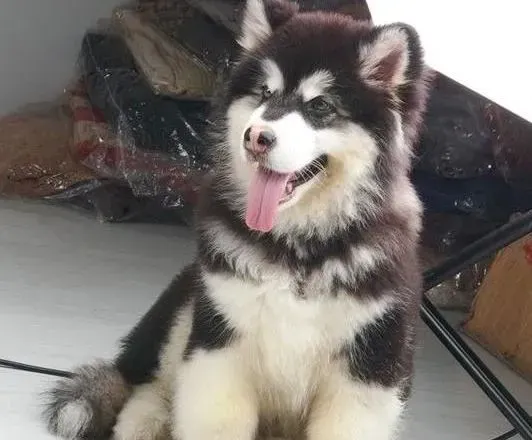 阿拉斯加犬|如何判断阿拉斯加雪橇犬拉稀的原因