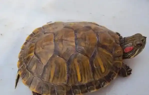 乌龟为什么会脱皮 随着身体的增长而蜕皮 | 乌龟