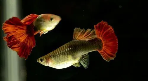 怎么看孔雀鱼是否怀孕 判断孔雀鱼怀孕方法 | 孔雀鱼