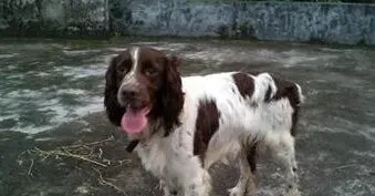 如何训练狗狗打猎 首先挑选智商高的犬 | 狗狗