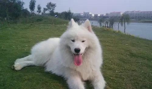 萨摩耶犬犬瘟热 最初体温升高达40度左右 | 萨摩耶
