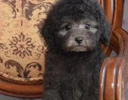 贵宾犬|贵宾犬四肢无力浑身抽搐是什么症状