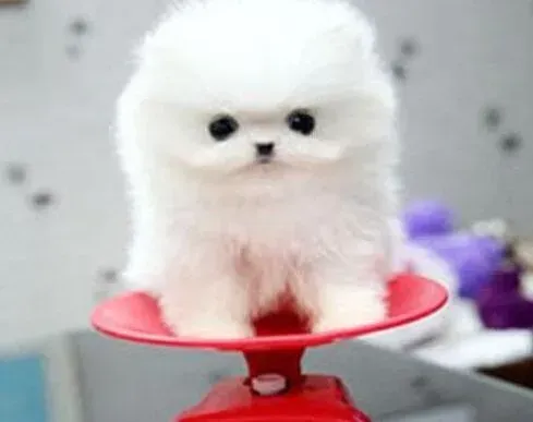 博美犬|博美犬患上细小，有点拉稀呕吐如何治愈才好