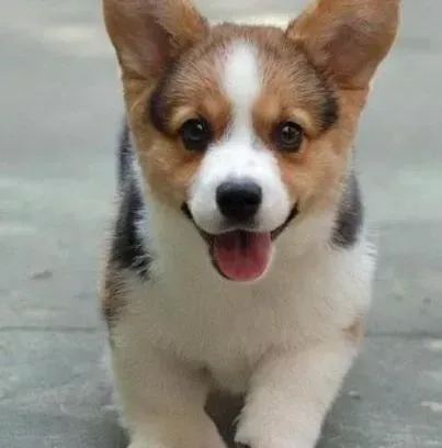 柯基犬|柯基犬严重低血糖该怎么补