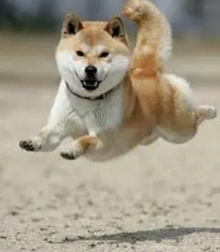 秋田犬|夏季带秋田犬乘车出行要注意的几个事项