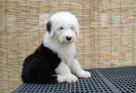 古代牧羊犬|小古代牧羊犬喂养需要注意的三大事项