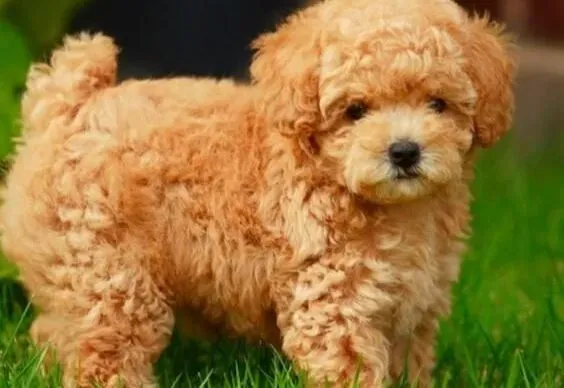 泰迪犬|包教包会 在家就可以轻松训练泰迪犬