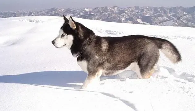 阿拉斯加犬|调教狗狗需有方 如何调教阿拉斯加犬