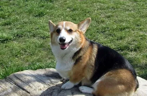 柯基犬吃什么好 不同食物补充什么营养 | 柯基犬