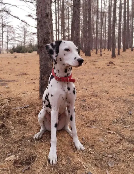 斑点狗|斑点狗患上细小，呕吐拉稀如何治愈才好