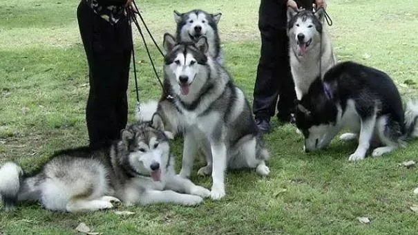 阿拉斯加犬|阿拉斯加雪橇犬随从训练 出门让阿拉走身边