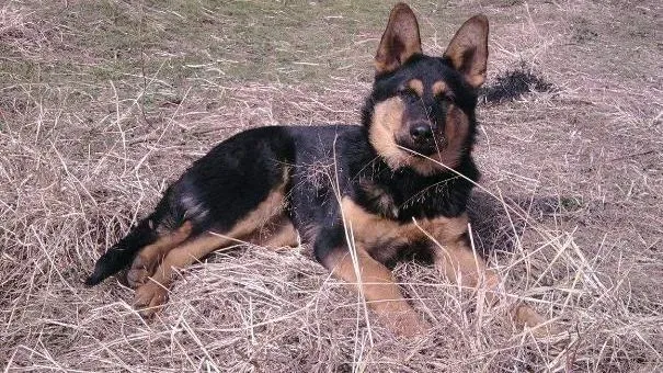 昆明犬|饲养昆明犬必读 昆明犬贫血类型疾病大盘点