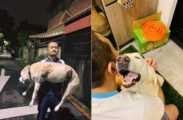 14岁爱犬患癌痛苦不已 主人将30公斤狗狗抱回家 | 狗