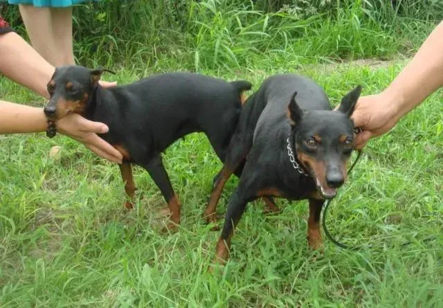 杜宾犬|怎样让杜宾犬享受到运动的快感