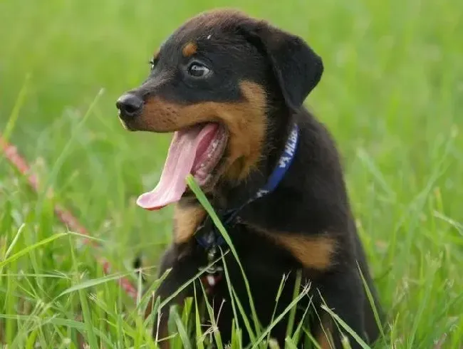 罗威纳犬|罗威纳犬很瘦，皮毛不好是为什么