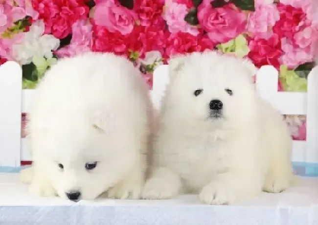 萨摩耶|萨摩耶总在狗窝里随地大小便怎么办