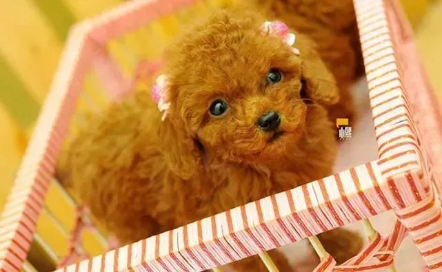 泰迪犬|危害泰迪犬身体健康的隐形杀手——偏食