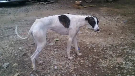 细犬和灵缇哪个贵 灵缇的价格比细犬贵 | 细犬