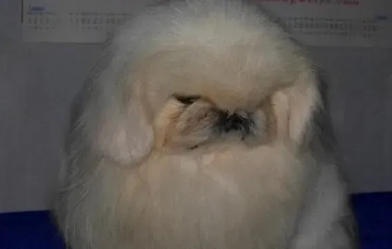 京巴狗|清新小天使 京巴犬出现体臭问题应该如何解决