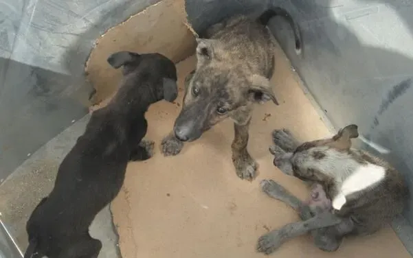 细犬和灵缇哪个贵 灵缇的价格比细犬贵 | 细犬