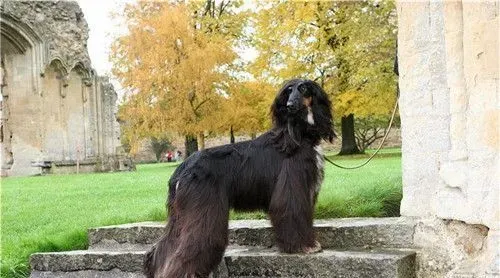 阿富汗猎犬换毛 阿富汗猎犬掉毛的解决方法 | 阿富汗猎犬