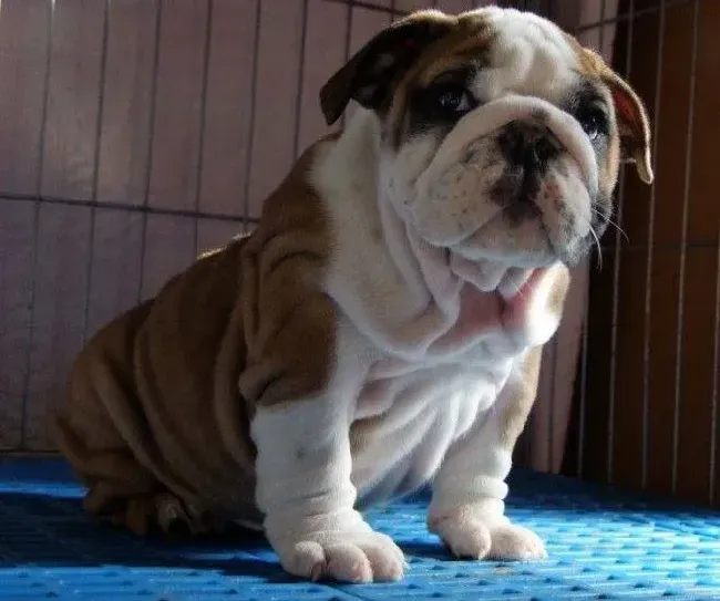 英国斗牛犬|斗牛犬患上犬瘟会出现哪些症状
