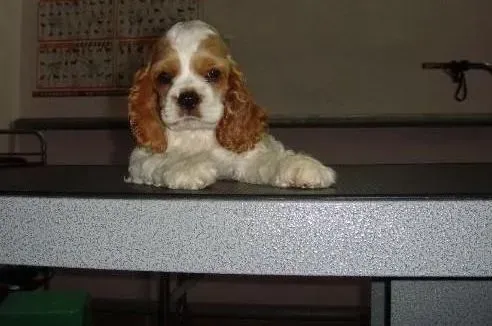 可卡犬|可卡犬老吃自己的便便是缺什么营养