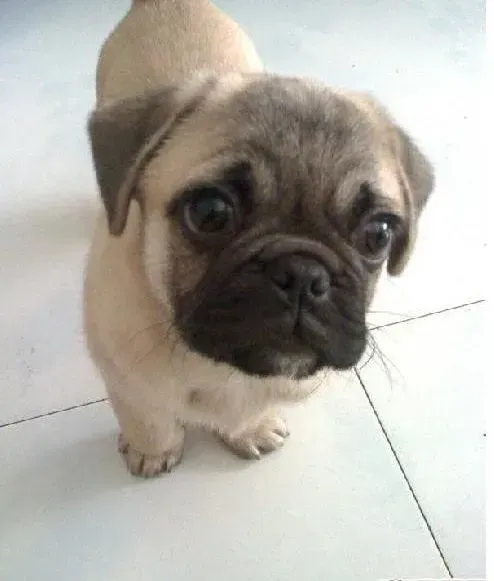 巴哥犬|夏天可以给巴哥犬喝绿豆汤吗