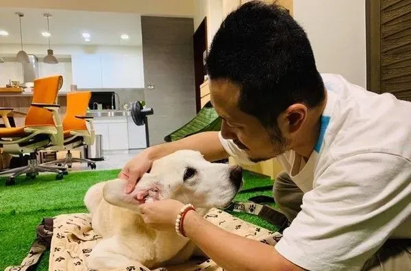 14岁爱犬患癌痛苦不已 主人将30公斤狗狗抱回家 | 狗