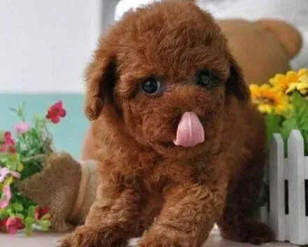 泰迪犬|泰迪犬驱虫和防疫同时做会怎样