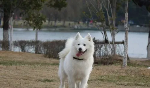萨摩耶犬犬瘟热 最初体温升高达40度左右 | 萨摩耶