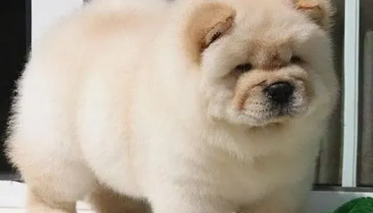 松狮犬|我家松狮犬三个月了应打什么疫苗