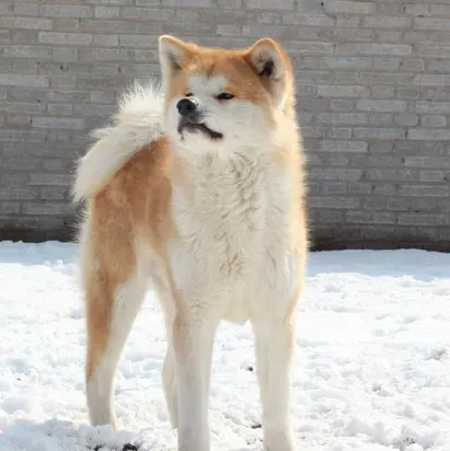 秋田犬的性格 秋田犬性格沉着温顺感觉锐敏 | 秋田犬